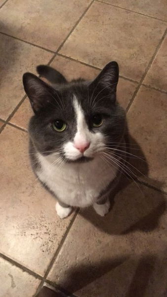 I'd like a status of my breakfast order?
#Caturday #CatsOfMastodon 