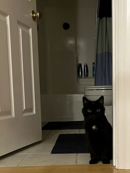 I'm just asking for a few minutes of alone time please

#Caturday #CatsOfMastodon 