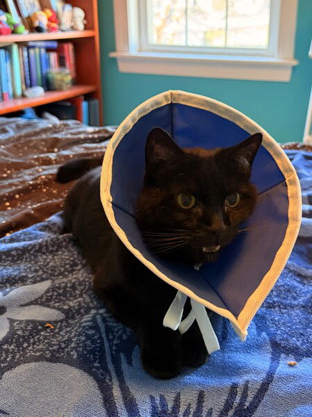 Sure, laugh it up now. But just you wait until this cone comes off mister…

#Caturday #CatsOfMastodon #Photography 