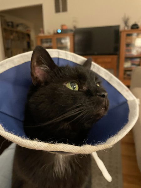 I sent my headshot to James Gunn for the next Superman movie. I could do much better than that spaz of a dog.

#Caturday #CatsOfMastodon