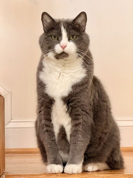 We've talked about this. As my personal photographer, we do pictures AFTER I've had breakfast. You gotta be better at your job buddy...

#Caturday #CatsOfMastodon #Photography