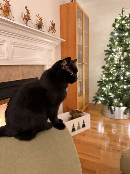 I'm just a cat, siting in front of a boy, waiting for him to pet me.

#Caturday #CatsOfMastodon #Photography