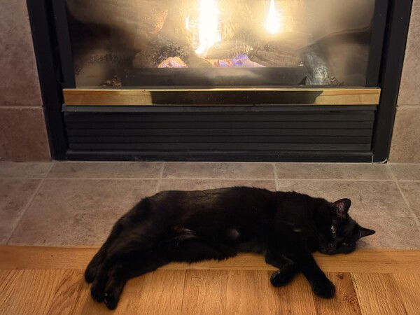 Don’t even think about drawing a chalk outline around me mister…
#Caturday #CatsOfMastodon #Photography 