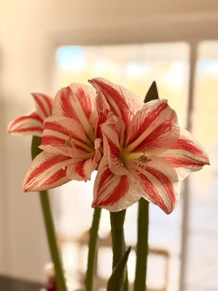 Red and White Striped Amaryllis

#Photography
