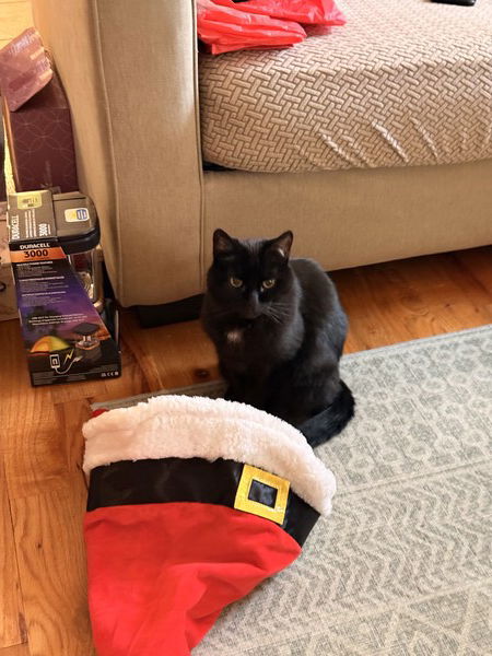 I warned him, but this guy in a red suit tried to pet me. 
#Caturday #CatsOfMastodon