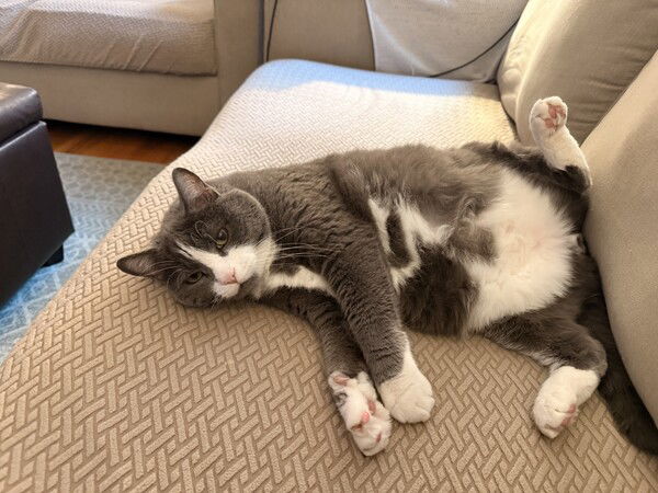 The cat has already been fed. Don't fall for his bullshit.
Photos 365-Day03
#Photos365 #Caturday #CatsOfMastodon #mb_Pix