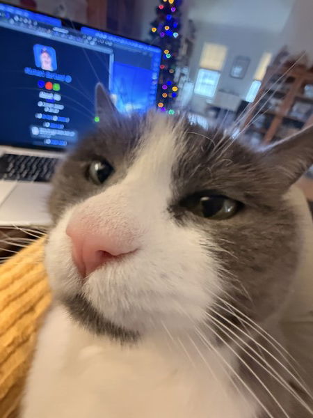 Just so we're clear on next steps:
-I will climb on you, stepping on your stomach because I can.
-I will take 5 minutes to find the exact right spot in your lap.
-I will block access to whatever cockamamie screen you are looking at currently
-I will get annoyed at you rather quickly because you're not giving me all the attention
-I will get up and leave within 3 minutes

Let us proceed.
Photos 365-D010
#Photos365 #Caturday #CatsofMastodon #mb_Pix