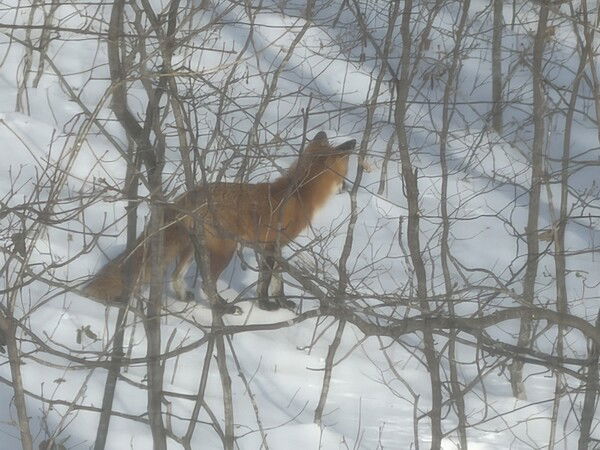 My son caught a visitor in our backyard this afternoon.
Photos 365-D027
#Photos365 #Photography #mb_Pix 
