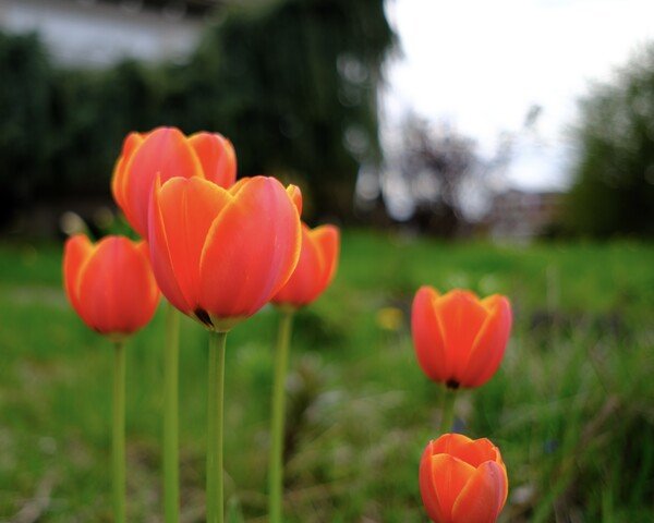 Dreamy Tulips.
