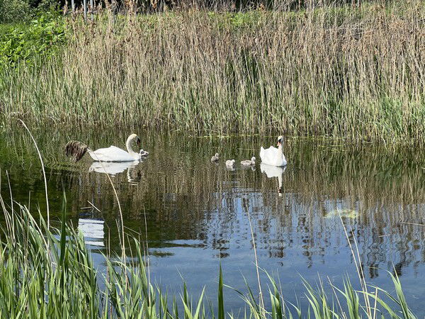 Swans