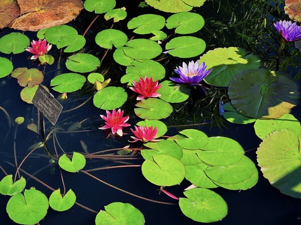 Waterlily pads and flowers