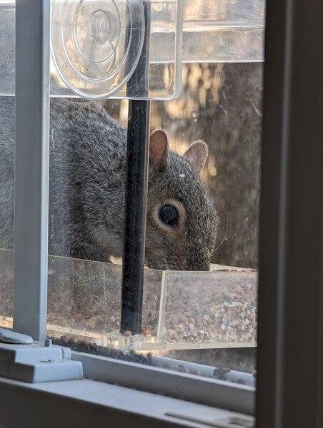 Squirrel eating from the bird feeder