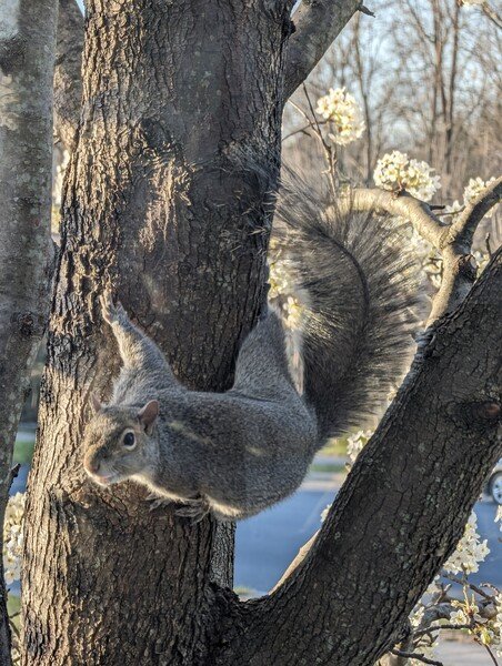 Squirrel looking alarmed on a tree