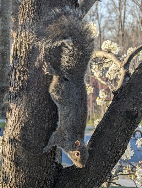 Squirrel hanging upside down on a tree