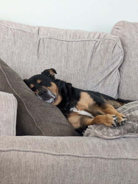 My dog Anakin asleep on some pillows on the couch