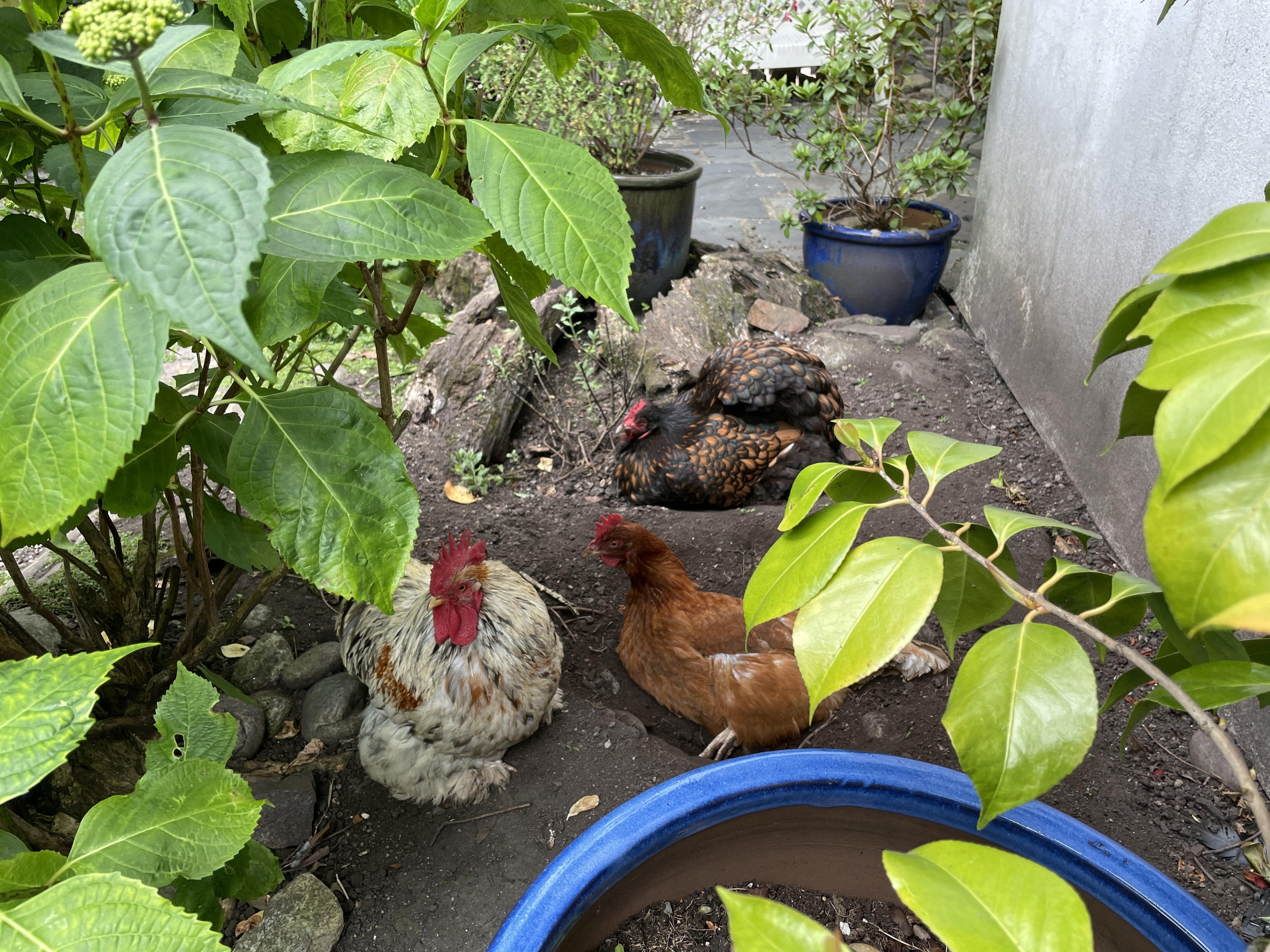 Three chickens hanging out in a garden.