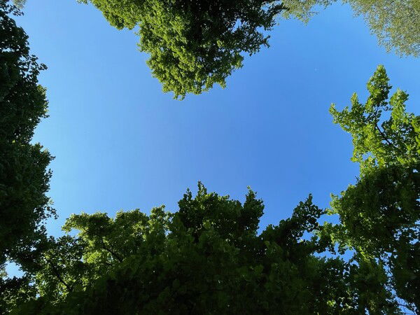 Looking up at the blue sky through a gap between green trees