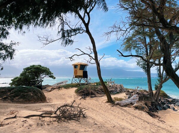 A yellow lifeguard hut on a sand dune among trees and scrub, looking out onto the blue ocean