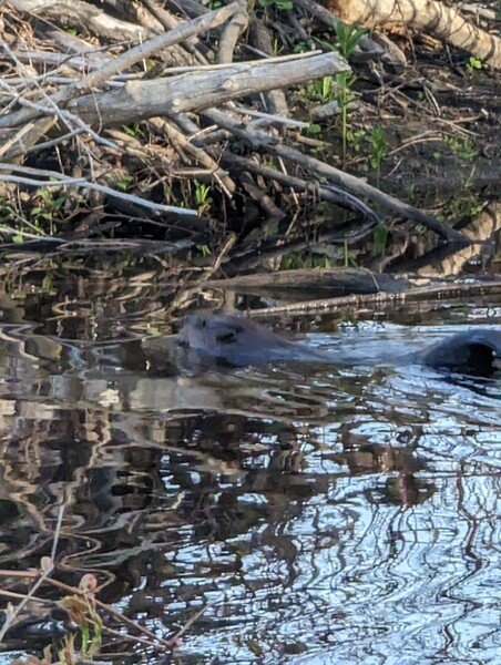 Out bird watching today and saw a beaver. It was not a bird, but still cool. You can see its tail starting to come out right before it splashed us and disappeared into its lodge. I think the beaver would have preferred our not being around.