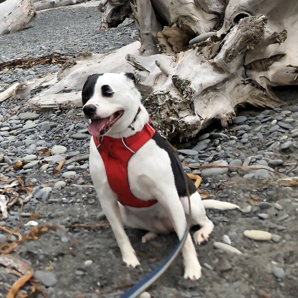 A small black and white dog wears a red harness and is sticking her tongue out as if she's happy. She's sitting on a gravel beach with driftwood behind her.