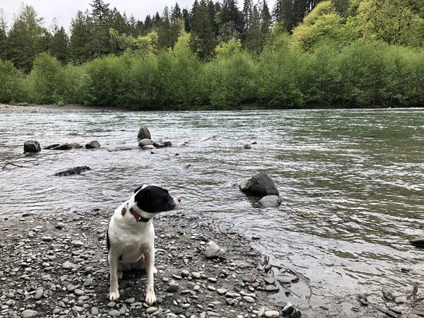 A small black and white dog stands on a dark gray rocky beach looking downstream at the water flowing behind and around her. There are green trees in the background of varying shades under a gray sky.