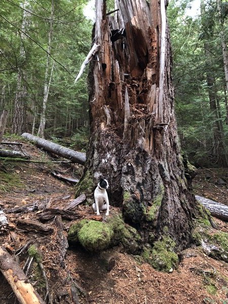 A small black and white dog looks to the right while standing in front of a massive rotting tree, with a moss-covered rock under her and other trees and fallen logs all around