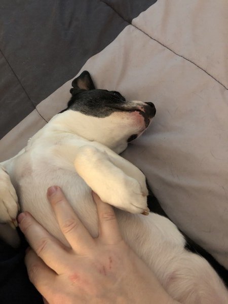A small black and white dog lies on her back while a man’s hand rubs her belly