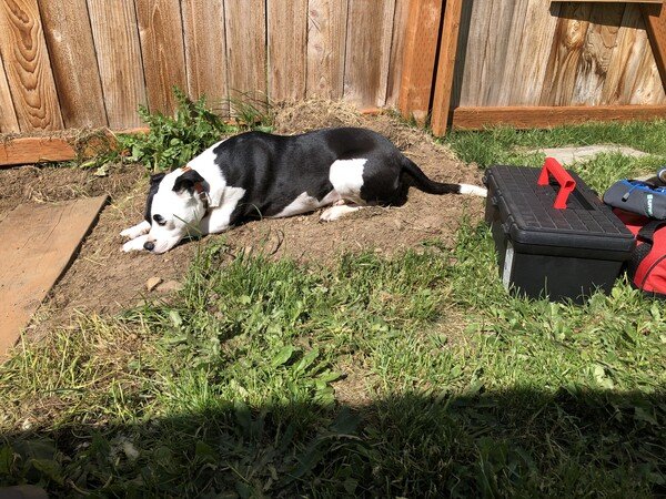 A small black and white dog lies on a pile of dirt in the grass in front of a fence and has a black toolbox and a red tool bag next to her