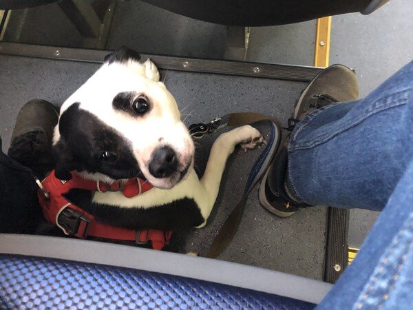 A small black and white dog wearing a red harness looks up at the camera while lying on the floor of a city bus. A bus seat and a leg wearing blue jeans and a brown boot are also visible.