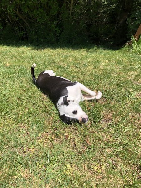 A small black and white dog lies on her side in the grass under a bright sun