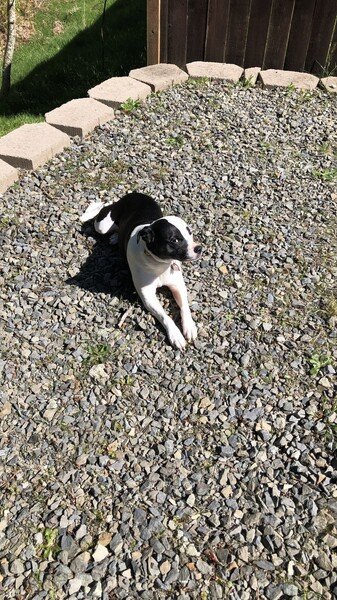 A small black and white dog lies on a gravel driveway and looks sideways at the viewer