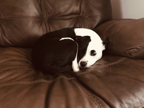 A small black and white dog is curled up into a tight ball with her back leg under her chin, on a brown couch