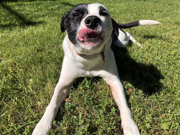 A small black and white dog lies on the grass in the sun, facing you and sticking her tongue out in disrespect