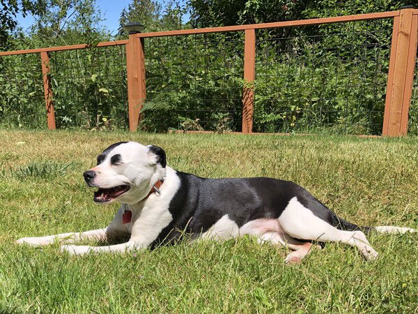 A small black and white dog lies in the grass with her mouth open looking like a smile. You can see a dark orange fence, green trees and a blue sky behind her