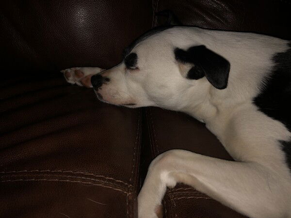 A small black and white dog is sleeping on a brown couch