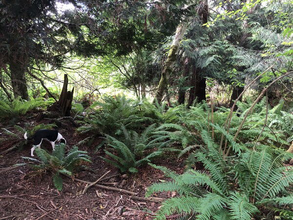 A small black and white dog is partially hidden by huge fern leaves growing from a central base. The ground is covered by these sword ferns all under a cedar tree and some other trees