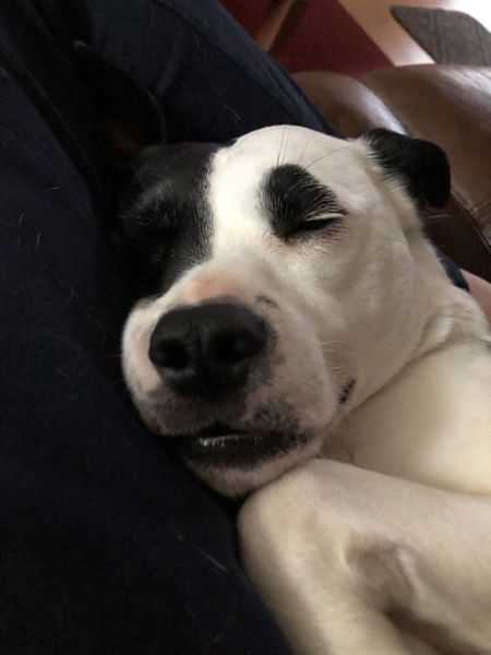 A small black and white dog is sleeping with one paw up under her jaw in the cutest way imaginable