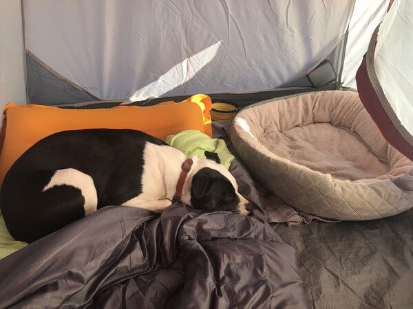 A small black and white dog lies on a gray and green sleeping bag on top of an orange inflatable mat while her empty dog bed sits unused next to her