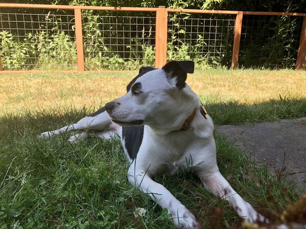 A small black and white dogs lies on a green lawn in the shade, looking to the left over her shoulder, with an orange fence with black grid panels behind her