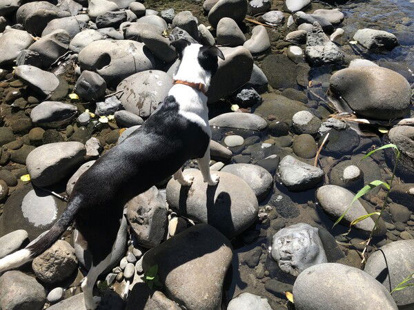 A view of a small black and white dogs’s back from above, standing on large smooth rocks along the edge of a river
