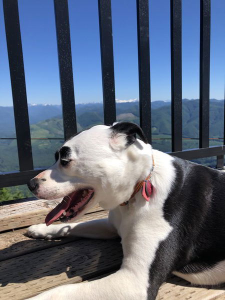 The smiling face, torso and front paws of a small black and white dog as she lies on a wooden deck. Through the black bars of a railing are mountains including a snow covered peak we believe is Mount Olympus