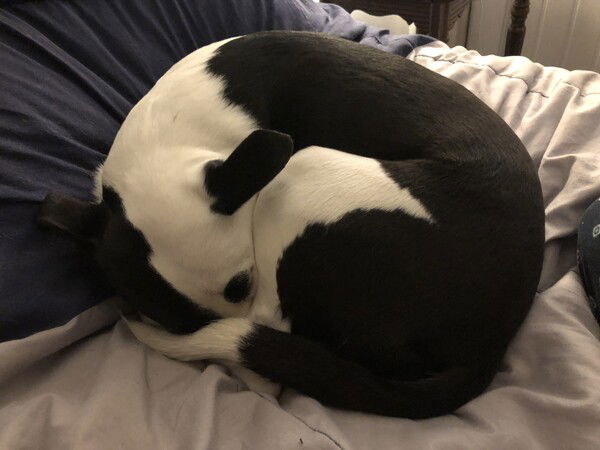 A small black and white dog is curled into a tight ball on a blue and gray blanket