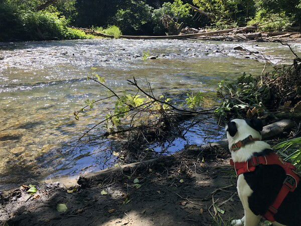 A small black and white dog wearing a red harness is looking away from the camera toward a noisy river with green trees and growth on the far bank and a packed dirt bank in the foreground