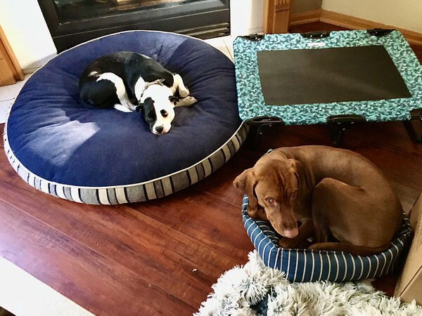 A small black and white dog lies on a huge round blue dog bed while a big reddish dog squeezes into a tiny rectangular striped dog bed