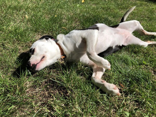 A small black and white dog lies on her back on green grass appearing to sleep, with her belly completely exposed