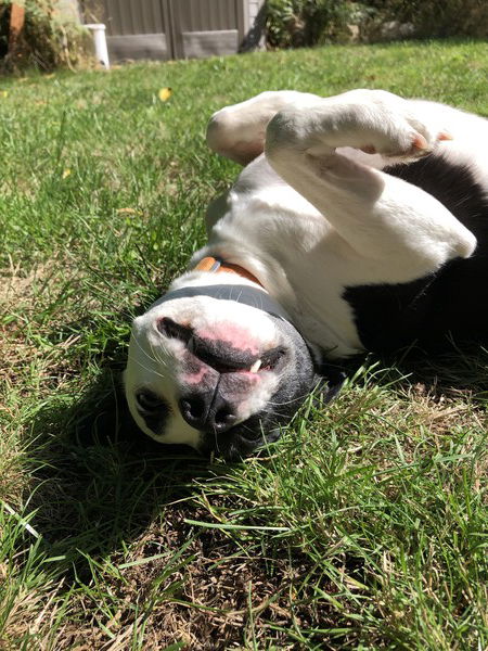 A small black and white dog lies on her back, visible from the shoulders up, lying on green grass, looking straight at the camera but her head is completely upside down with one tooth sticking out through her lips