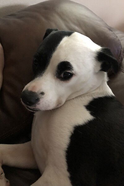 A small black and white dogs lies against the padded arm of a brown leather couch and looks at the camera with a mixture of skepticism and scorn