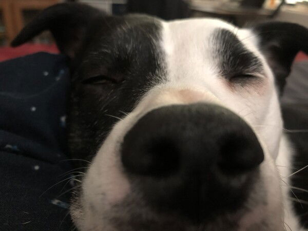 A small black and white dog's nose is SO CLOSE and her eyes are shut as if she's sleeping