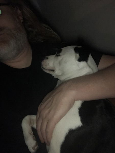 A sleeping, small black and white dog lies on the shoulder of her bearded guardian