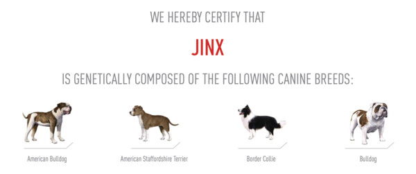 A screenshot of a certificate that shows images of four different dog breeds and reads: 'We hereby certify that Jinx is genetically composed of the following canine breeds: American Bulldog, American Staffordshire Terrier, Border Collie, and Bulldog'